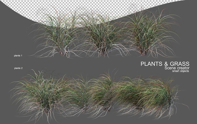 various types of grass