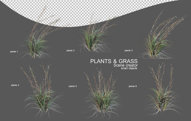 various types of grass