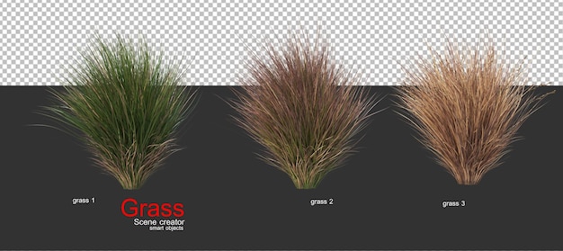 various types of grass