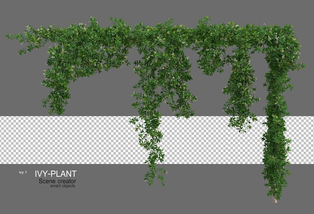 Various types of ivy