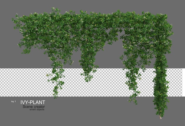 Various types of ivy