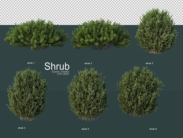 Various types of shrubs