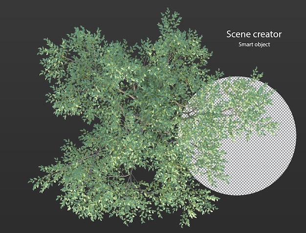 Various types of tree branch plants bushes shrub and and small plants isolated rendering