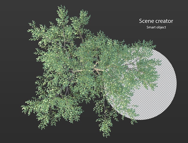 Various types of tree branch plants bushes shrub and and small plants isolated rendering