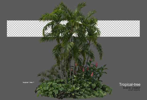 various types of tropical trees