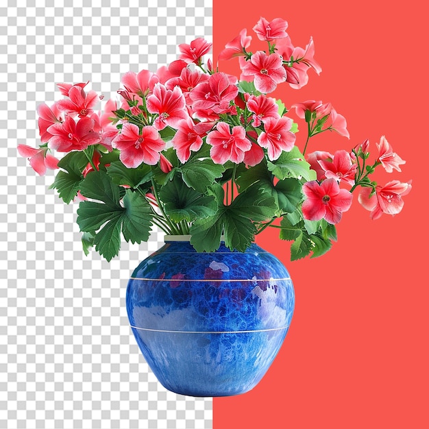 A vase of vibrant geraniums png isolated on transparent background