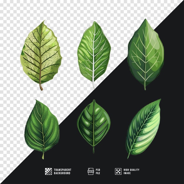 vector collection of leaves with transparent begrond