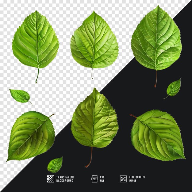 vector collection of leaves with transparent begrond