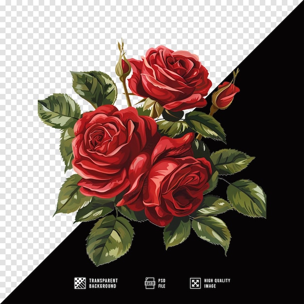 vector rose flower image without background