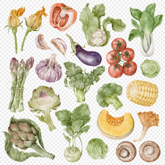 Vegetables watercolour hand drawn illustrations clipart set