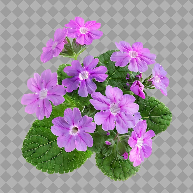 Verbena X Hybrida With Spreading Form and Have Various Color Isolated Shrub on Clean Background