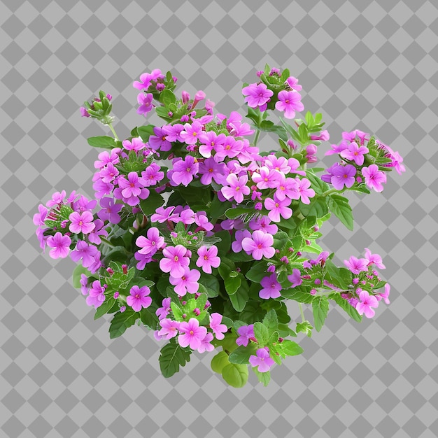 Verbena X Hybrida With Spreading Form and Have Various Color Isolated Shrub on Clean Background