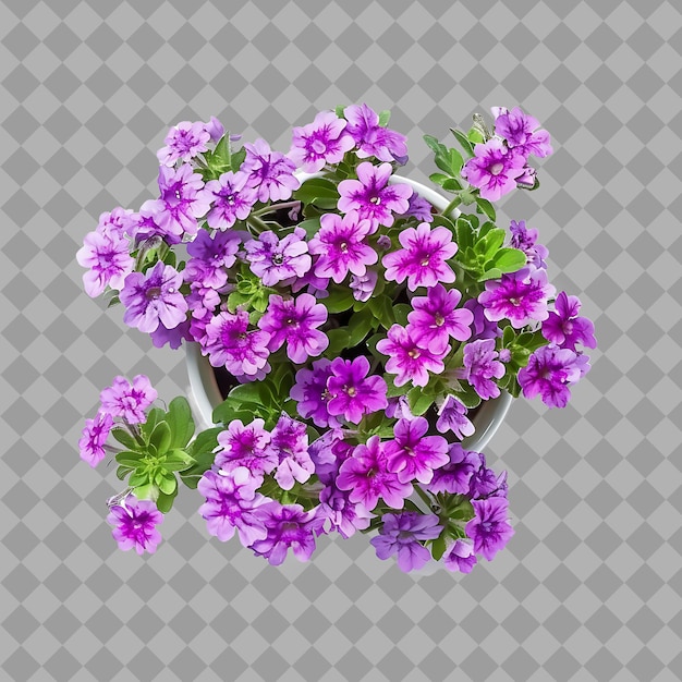 Verbena X Hybrida With Spreading Form and Have Various Color Isolated Shrub on Clean Background