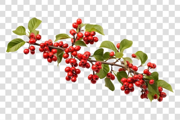 PSD vibrant coffee branch with berries