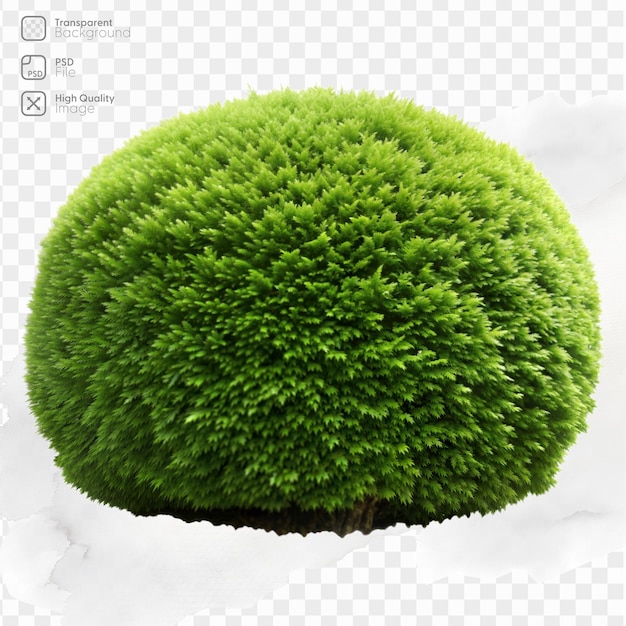 A vibrant green moss ball with a perfectly rounded shape on a transparent background ideal for design use