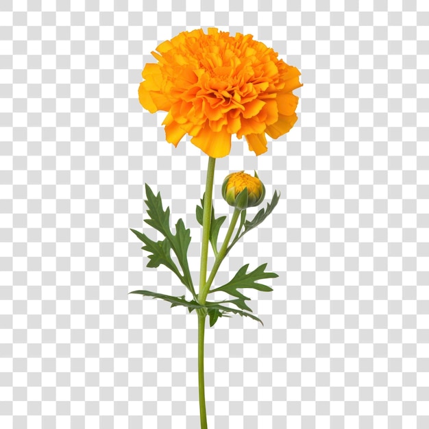 PSD vibrant marigold flower on stem