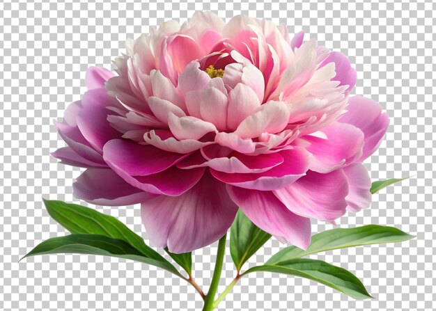 A vibrant pink peony blossom showcasing intricate petals against a clean white background transparent