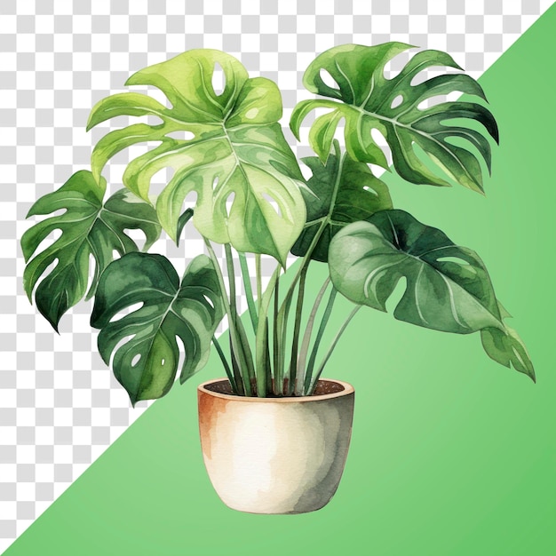 Vibrant potted monstera plant illustration