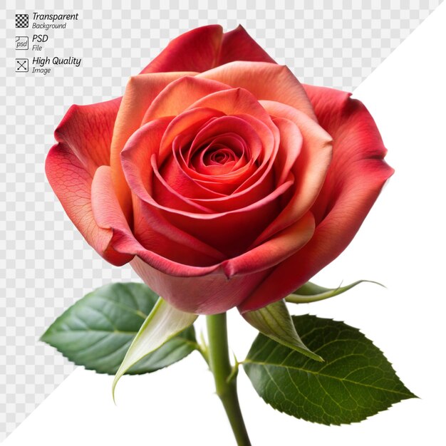 Vibrant red rose with green leaves on transparent background