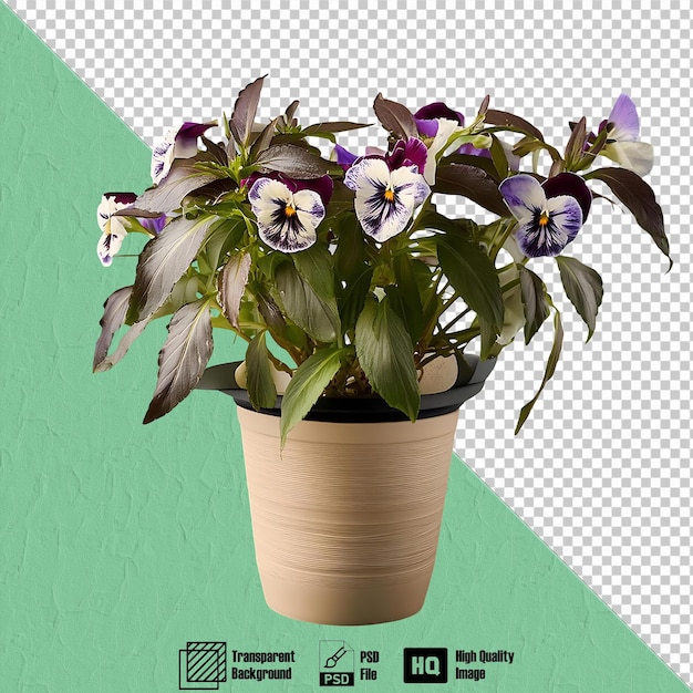 a vibrant torenia in a pot isolated on transparent background 3