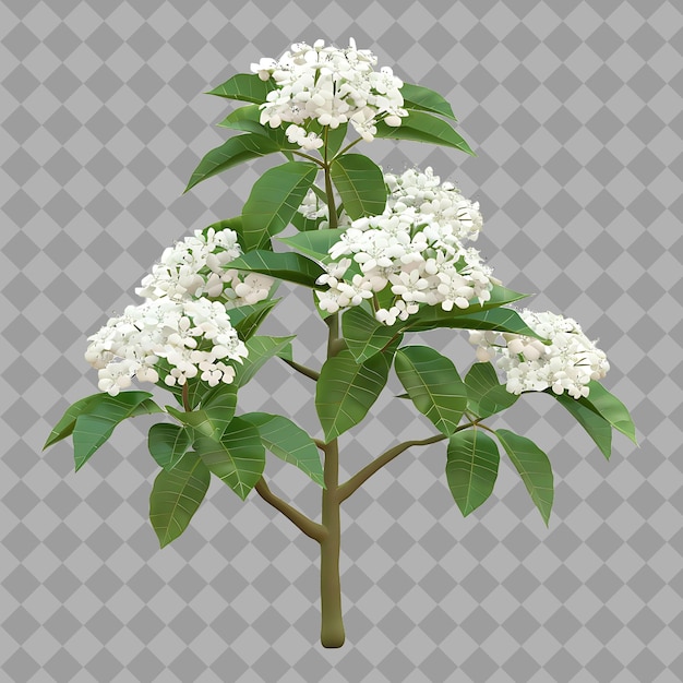 Viburnum Shrub With Oval Form White Color and a Full Rounded Isolated Shrub on Clean Background