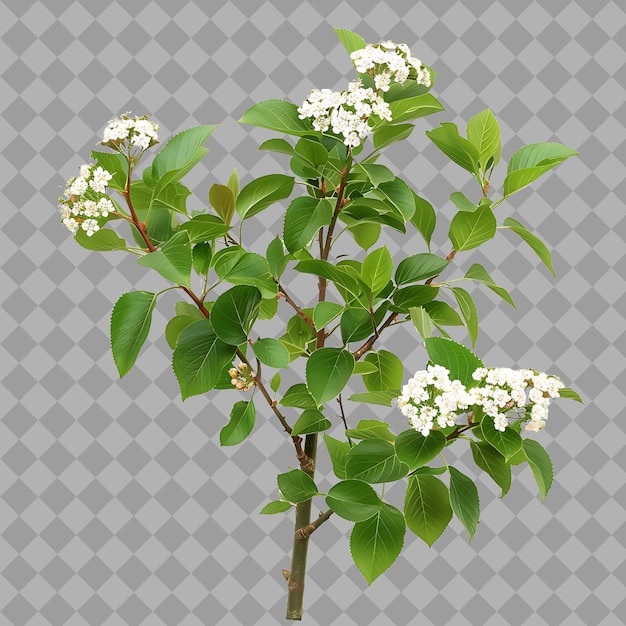 PSD viburnum tinus with upright form and have green color glossy isolated shrub on clean background