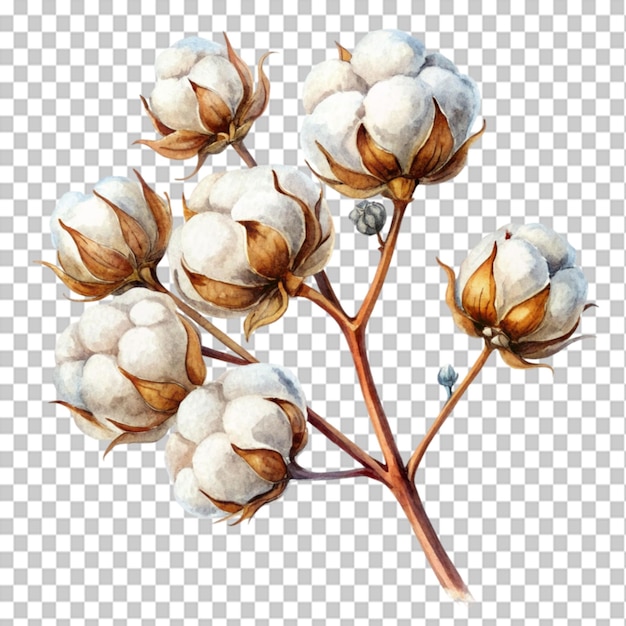 water color art of a cotton branch