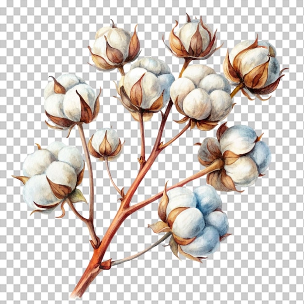 water color art of a cotton branch