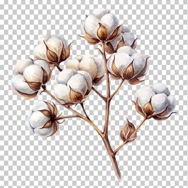 PSD water color art of a cotton branch