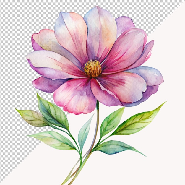 water color flower rose