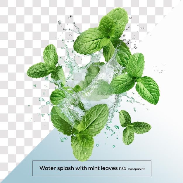 water wave swirl splash with green mint leaves isolated on transparent background