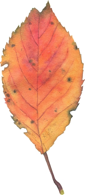 Watercolor autumn leaf botanical illustration autumn decor