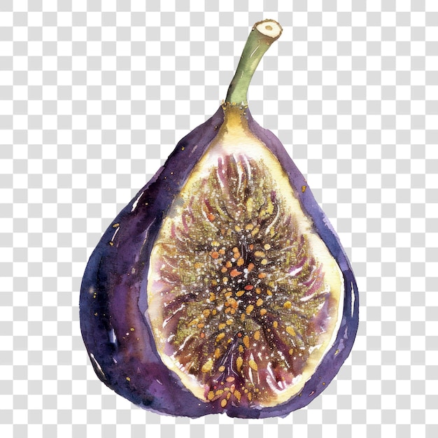 Watercolor fig fruit illustration