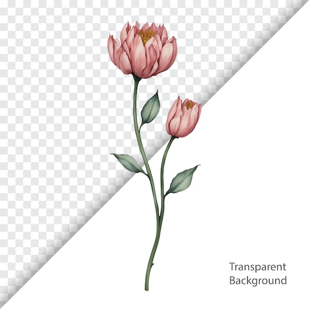 watercolor flower transparent background