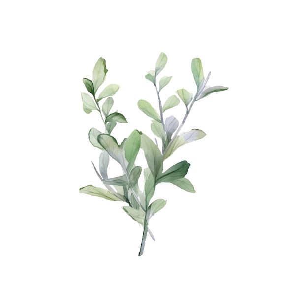 Watercolor fresh herbs Isolated kitchen herbs illustration