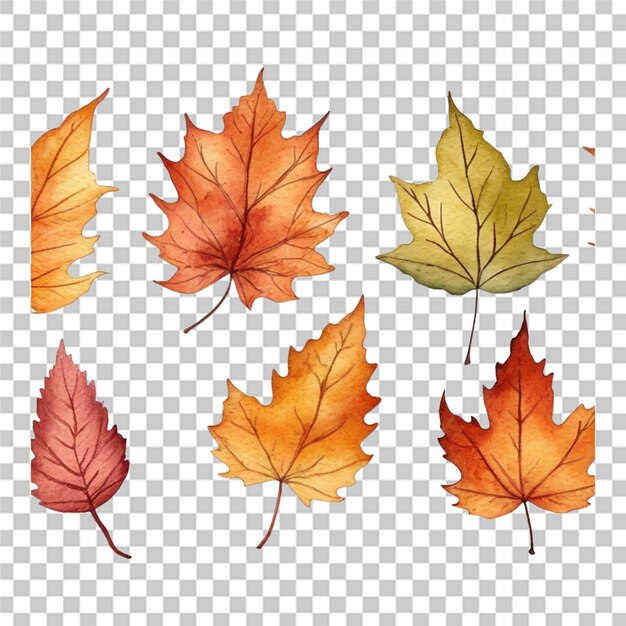 Watercolor hand drawn autumn set leaves transparent background