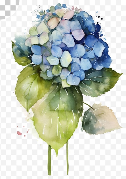 Watercolor hydrangea painting on a transparent background png download - png download