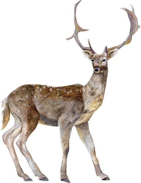 Watercolor illustration of deer forest animal