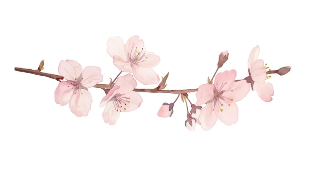 PSD watercolor illustration of a delicate cherry blossom branch with soft pink flowers