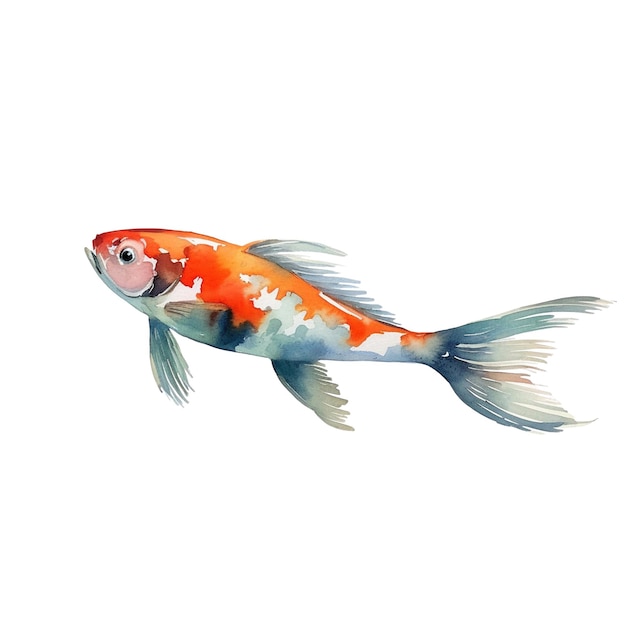 Watercolor Koi Carp fish Illustration Handdrawn design element isolated on a white background