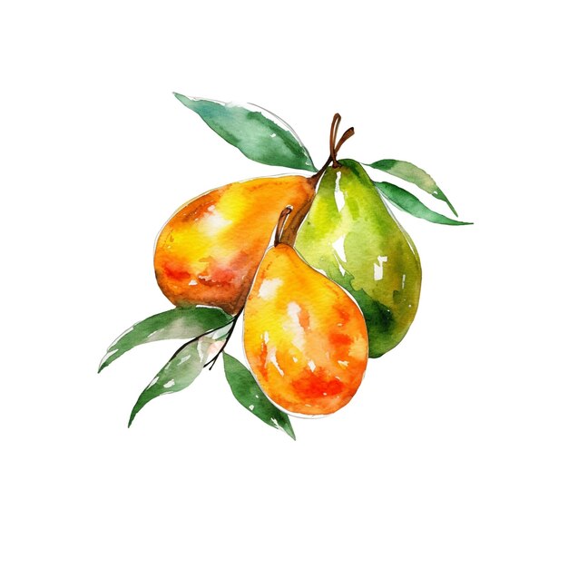 Watercolor Mangoes Illustration Handdrawn fresh food design element isolated on a white background