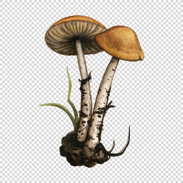 PSD watercolor mushroom