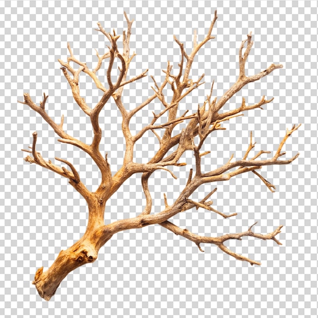 PSD watercolor old dry tree isolated on transparent background