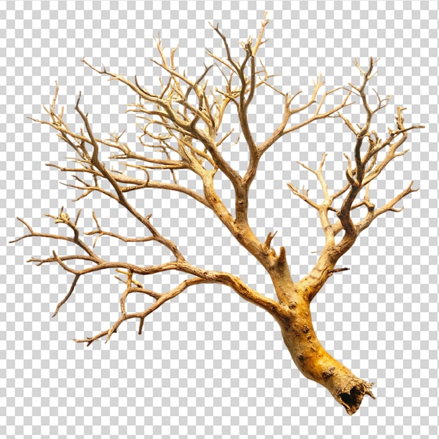 Watercolor old dry tree Isolated on transparent background