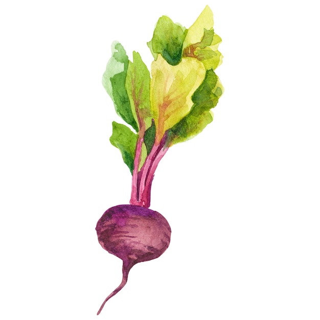 Watercolor painted beet Hand drawn fresh food design element isolated on transparent background