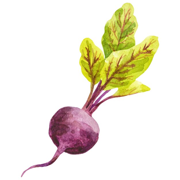 PSD watercolor painted beet hand drawn fresh food design element isolated on transparent background