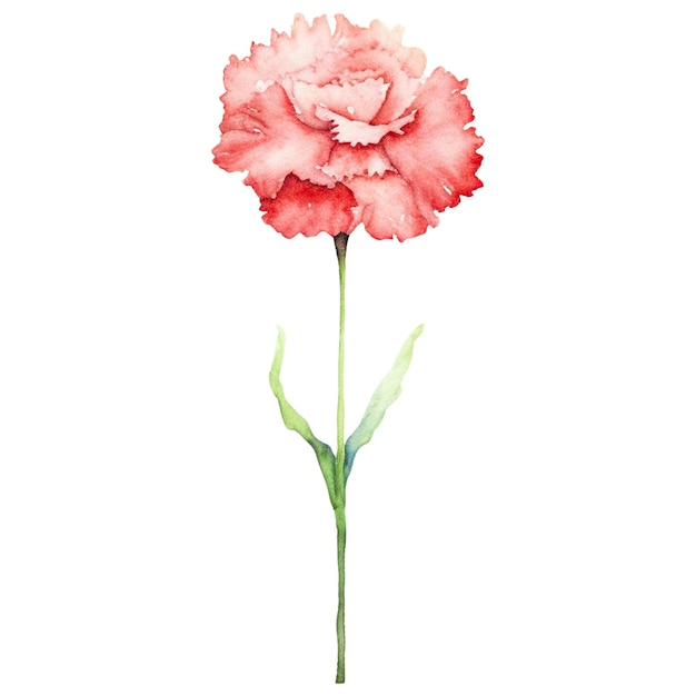 Watercolor painted carnation flower Hand drawn design element isolated on transparent background