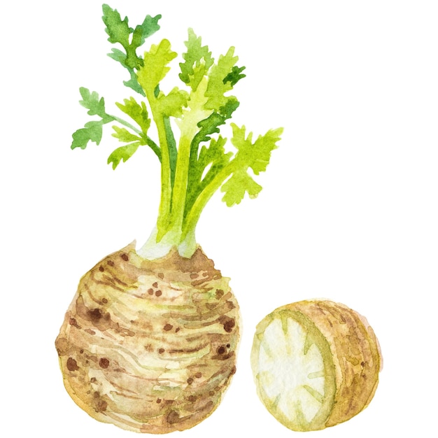 Watercolor painted celery root Hand drawn fresh food design element isolated on transparent background