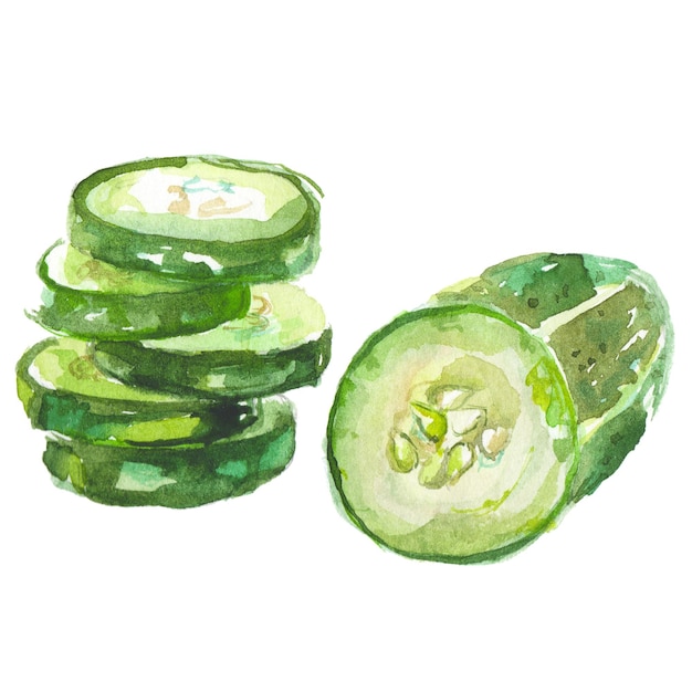 Watercolor painted cucumber Hand drawn fresh food design element isolated on white background