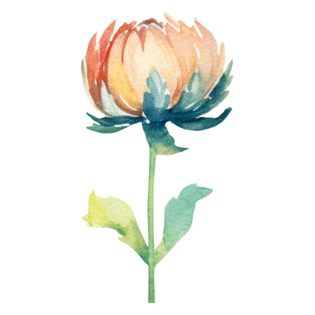 Watercolor painted dahlia flower Hand drawn design element isolated on transparent background